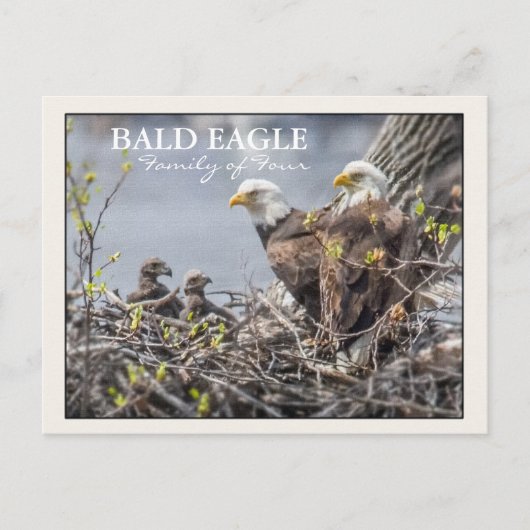 Bald Eagle Familie van Vier Briefkaart (Voorkant)