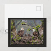 Bald Eagle Family Portret Briefkaart (Voorkant / Achterkant)
