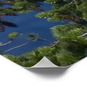 Bald Eagle Fine Art Print (Hoek)