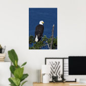 Bald Eagle Fine Art Print (Thuiskantoor)