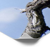 Bald Eagle Fine Art Prints (Hoek)