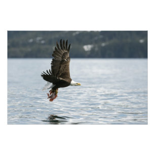 Bald Eagle Fish Retrieval Foto Afdruk