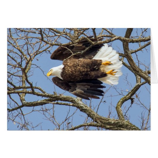 Bald Eagle Flash (Voorkant Horizontaal)