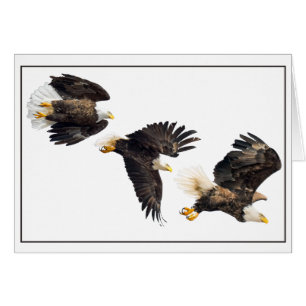 Bald Eagle Flight