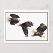 Bald Eagle Flight Briefkaart (Voorkant)