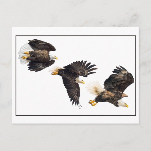 Bald Eagle Flight Briefkaart (Voorkant)