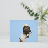 Bald Eagle Fluffing Feathers Briefkaart (Staand voorkant)
