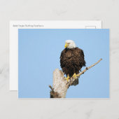Bald Eagle Fluffing Feathers Briefkaart (Voorkant / Achterkant)