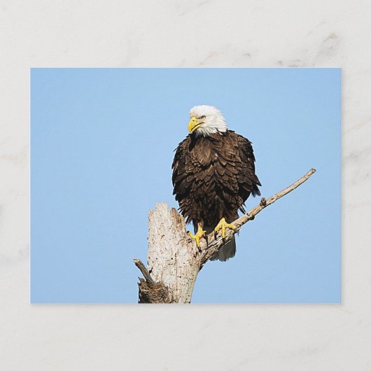 Bald Eagle Fluffing Feathers Briefkaart (Voorkant)