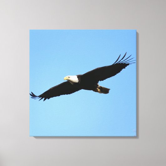 Bald Eagle Flyby Canvas Afdruk (Voorkant)
