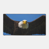 Bald Eagle Flyby Up Close (Recto)