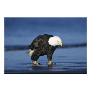 Bald Eagle Foto Afdruk