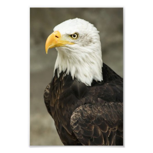 Bald Eagle Foto Afdruk (Voorkant)