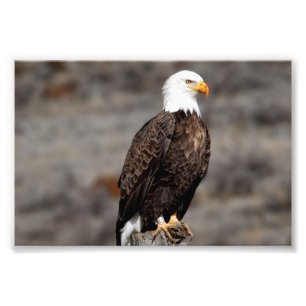Bald Eagle Foto Afdruk