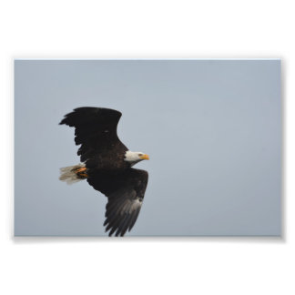 Bald Eagle foto afdrukken Foto Afdruk