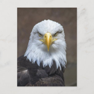 Bald Eagle foto Briefkaart