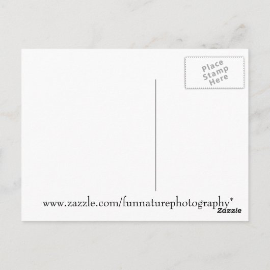 Bald Eagle Foto Briefkaart (Achterkant)