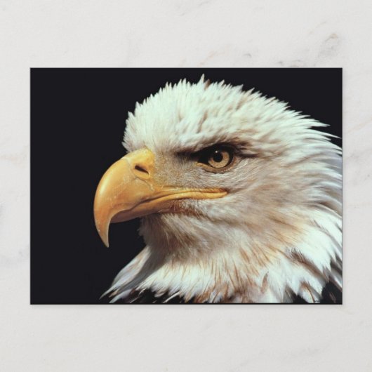 Bald Eagle-foto Briefkaart (Voorkant)