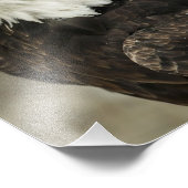 Bald Eagle Foto Foto Afdruk (Hoek)