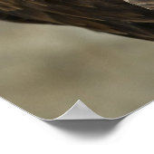 Bald Eagle Foto Poster (Hoek)