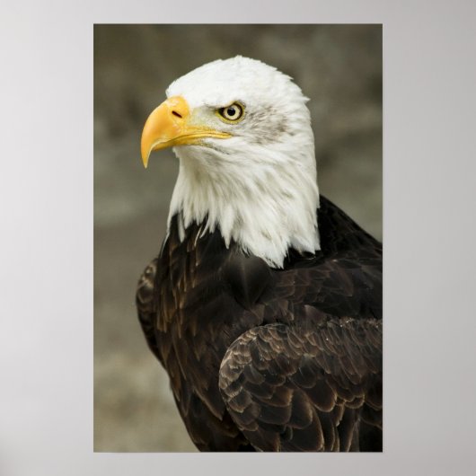 Bald Eagle Foto Poster (Voorkant)