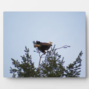 Bald Eagle Fotoplaat