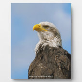 Bald Eagle Fotoplaat (Voorkant)