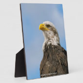Bald Eagle Fotoplaat (Zijkant)