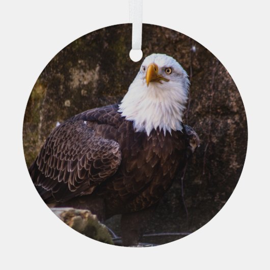 Bald Eagle Glas Ornament (Achterkant)
