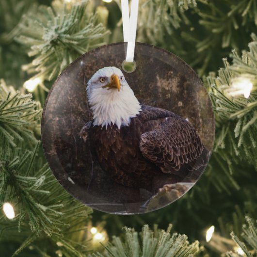 Bald Eagle Glas Ornament (Insitu)