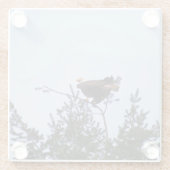 Bald Eagle Glazen Onderzetter (Achterkant)