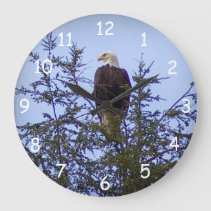 Bald Eagle Grote Klok