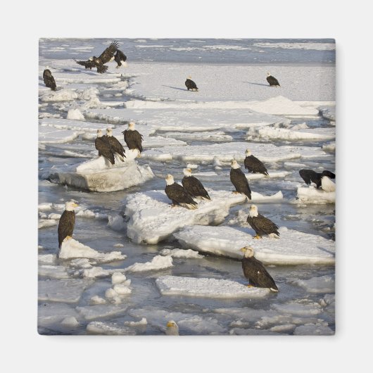 Bald Eagle, Haliaeetus leucocephalus, Homer, 2 Magneet (Voorkant)