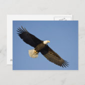 Bald Eagle, Haliaeetus leucocephalus, Homer, 4 Briefkaart (Voorkant / Achterkant)