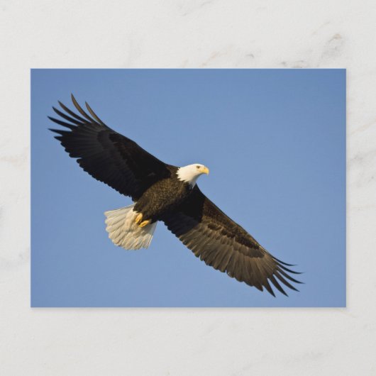 Bald Eagle, Haliaeetus leucocephalus, Homer, 4 Briefkaart (Voorkant)