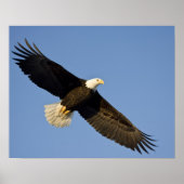 Bald Eagle, Haliaeetus leucocephalus, Homer, 4 Poster (Voorkant)