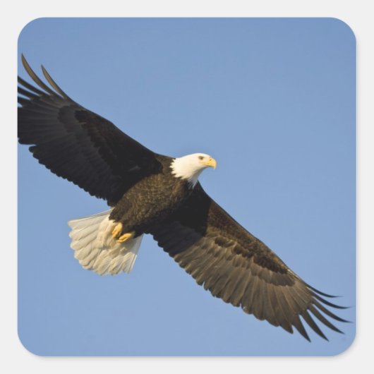 Bald Eagle, Haliaeetus leucocephalus, Homer, 4 Vierkante Sticker (Voorkant)