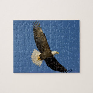 Bald Eagle, Haliaeetus leucocephalus, Homer Legpuzzel