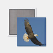 Bald Eagle, Haliaeetus leucocephalus, Homer Magneet (Voorkant / Achterkant)