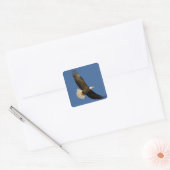 Bald Eagle, Haliaeetus leucocephalus, Homer Vierkante Sticker (Envelop)