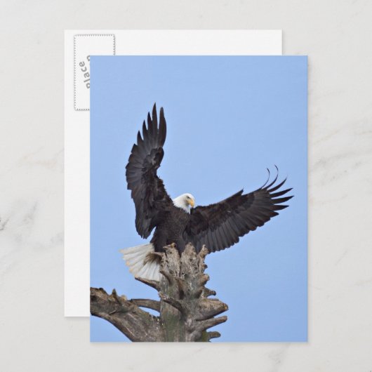 Bald Eagle (Haliaeetus leucocephalus) met vleugels Briefkaart (Voorkant / Achterkant)