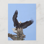 Bald Eagle (Haliaeetus leucocephalus) met vleugels Briefkaart (Voorkant)