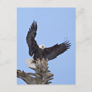 Bald Eagle (Haliaeetus leucocephalus) met vleugels Briefkaart