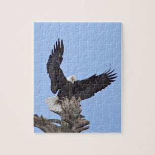 Bald Eagle (Haliaeetus leucocephalus) met vleugels Legpuzzel