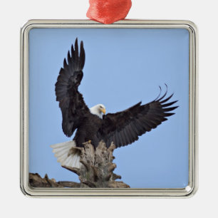 Bald Eagle (Haliaeetus leucocephalus) met vleugels Metalen Ornament