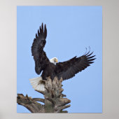 Bald Eagle (Haliaeetus leucocephalus) met vleugels Poster (Voorkant)