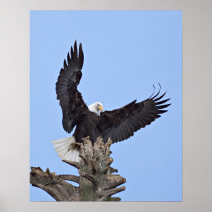Bald Eagle (Haliaeetus leucocephalus) met vleugels Poster