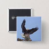 Bald Eagle (Haliaeetus leucocephalus) met vleugels Vierkante Button 5,1 Cm (Voorkant /achterkant)