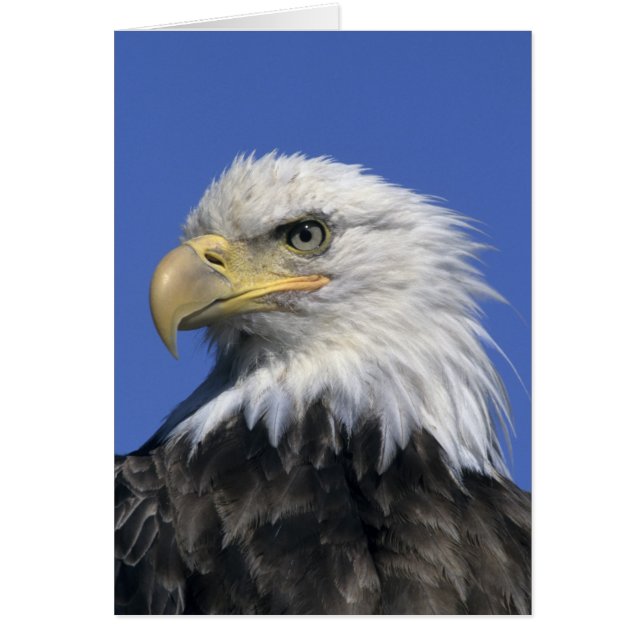 Bald Eagle (Haliaeetus leucocephalus), wild, (Voorkant)