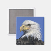 Bald Eagle (Haliaeetus leucocephalus), wild, Magneet (Voorkant / Achterkant)